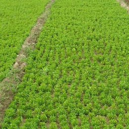 五色草種苗種植園區