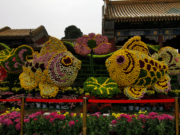 菊花造型,五色草造型,綠雕,立體花壇